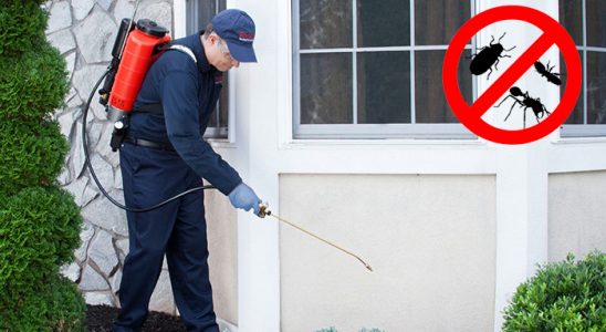 Çardak Fare İlaçlama böcek ilaçlama ve haşere kontrolü — ilaclama-tr.com